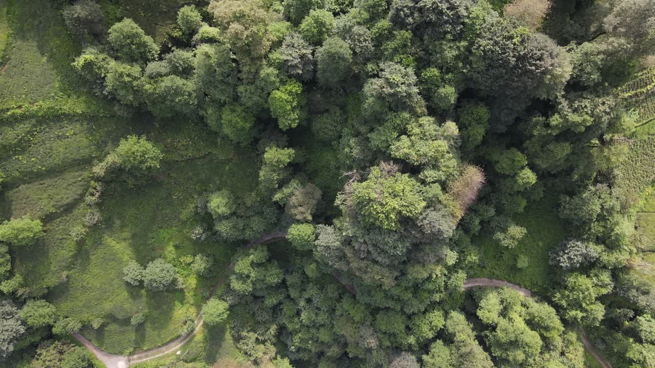 vista desde un avión no tripulado de jardines de té entre árboles, arbustos de té verde, pavo, trabzon