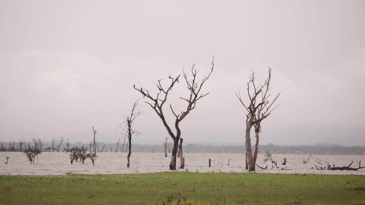 Flooded landscape with bare trees submerged in water under an overcast sky.