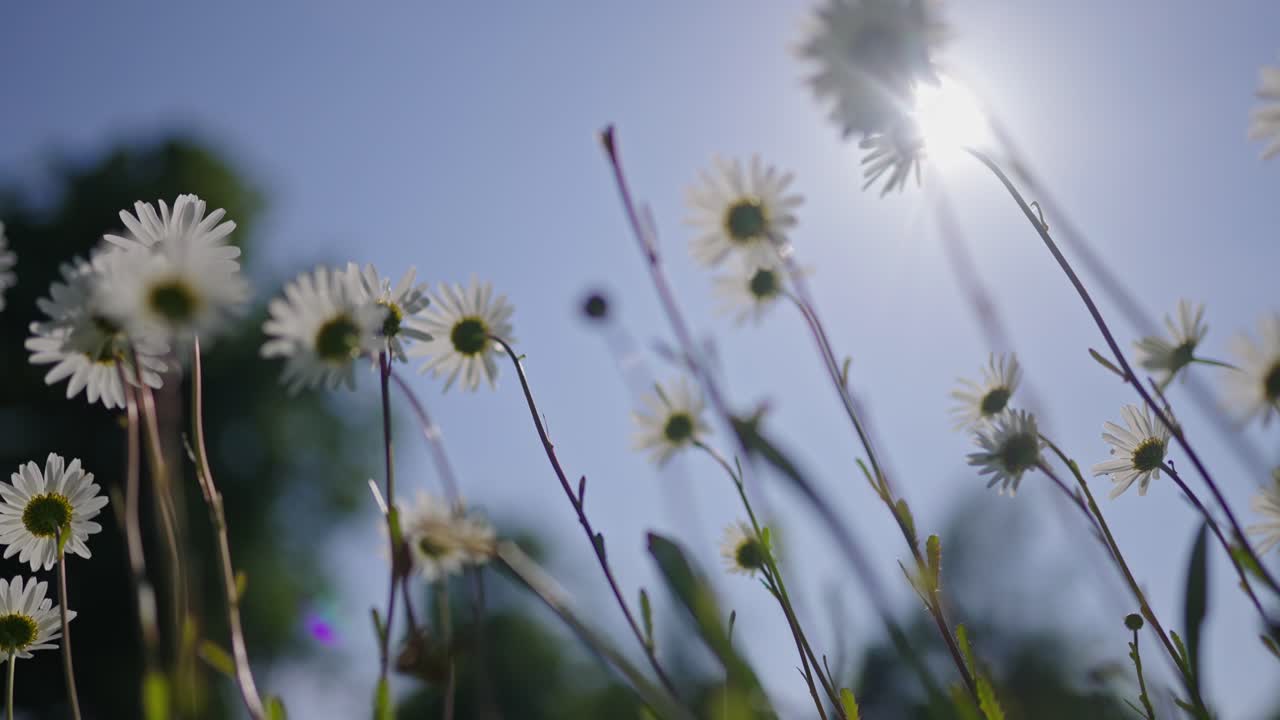 은 초원 에서  사탕수수