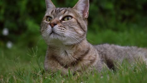 adorable cat lying on thr grass in the garden