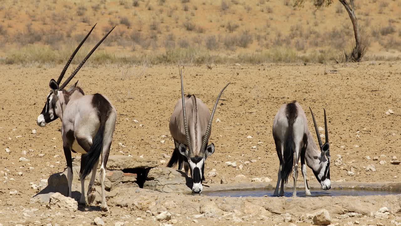 antílopes gemsbok bebiendo agua en un abrevadero, desierto de kalahari, sudáfrica