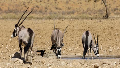 gemsbok antelopes drinking water at a waterhole, kalahari desert, south africa