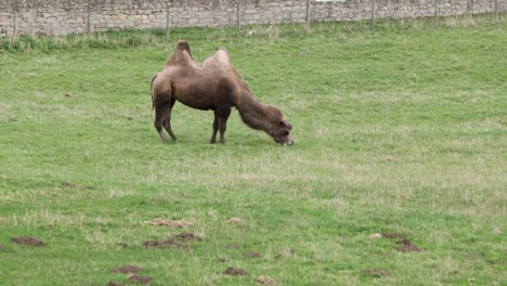 Close-up-shot-of-a-camel-grazing-in-a-field-in-England