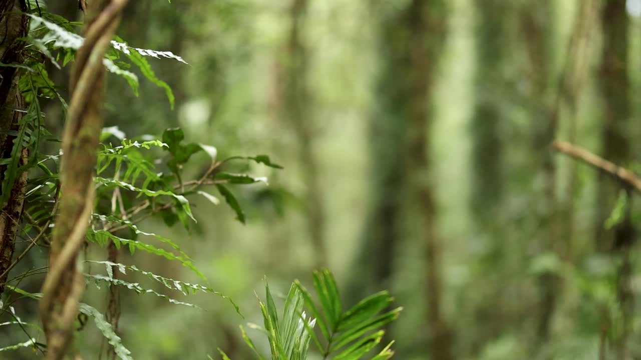 Camera slowly pans through lush, moss-covered rainforest in Dorrigo, Australia. Soft natural daylight highlights dense green foliage and tree trunks