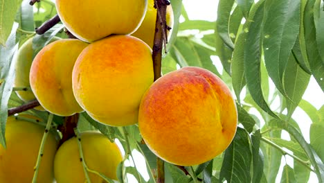 Peach-tree-with-fruits-growing-in-the-garden