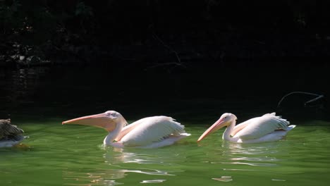 pelicans glide through lush tranquil waters creating a serene and beautiful landscape a tranquil scene beautifully depicting pelicans gracefully gliding together across vibrant emerald green water