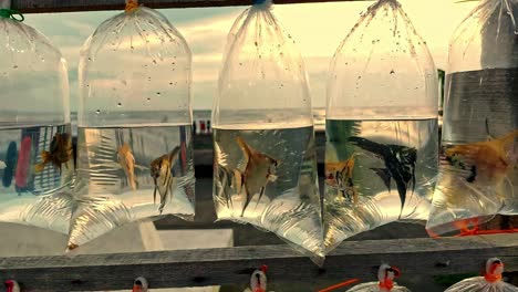 angelfish or pterophyllum cichlidae in plastic bag containers sold as aquarium pet fishes in the boulevard in dipolog city philippines