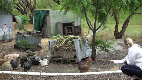 Mujer-Rubia-Tratando-De-Alimentar-A-Un-Pollo-De-Granja