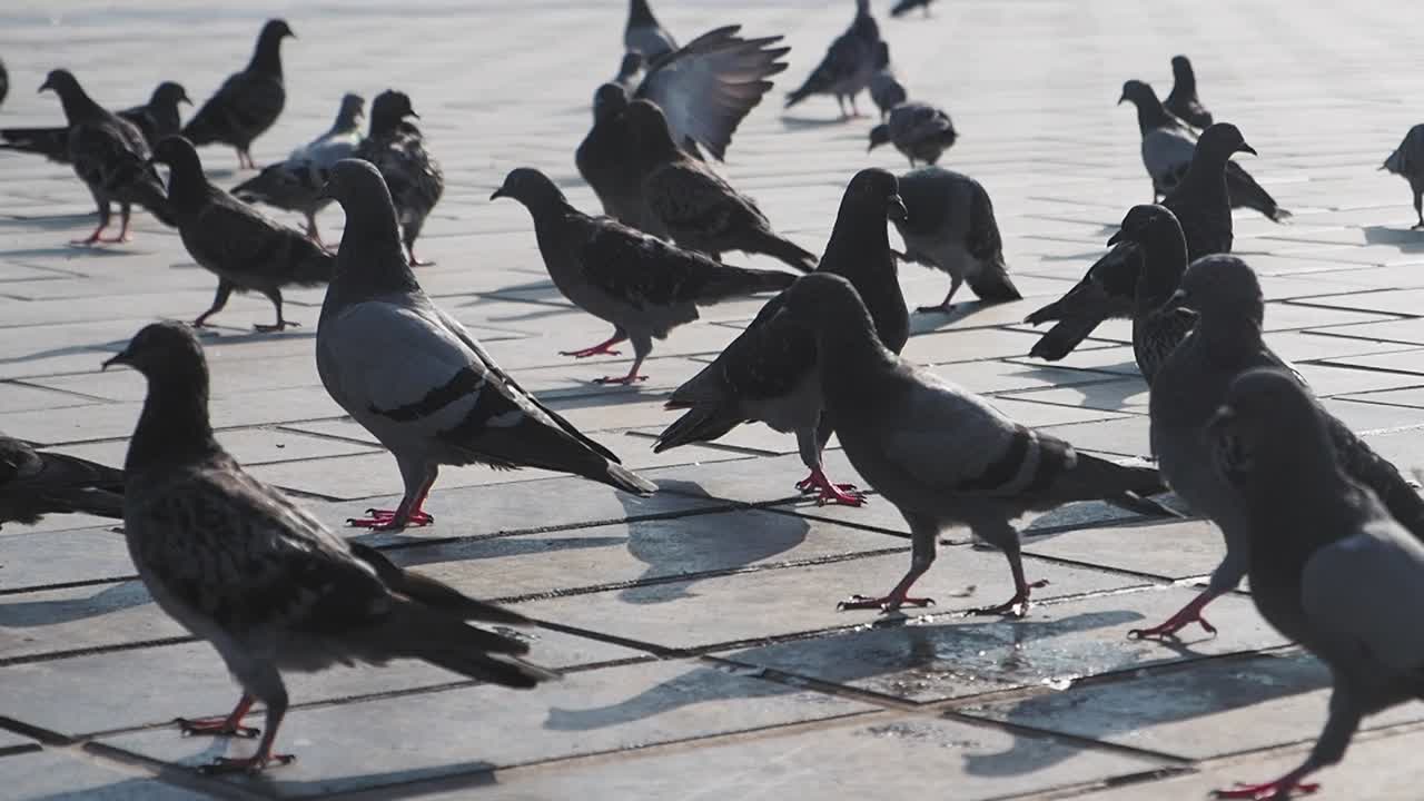 A flock of pigeons walks on a paved urban ground