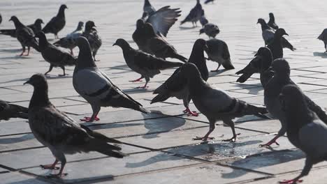 a flock of pigeons walks on a paved urban ground