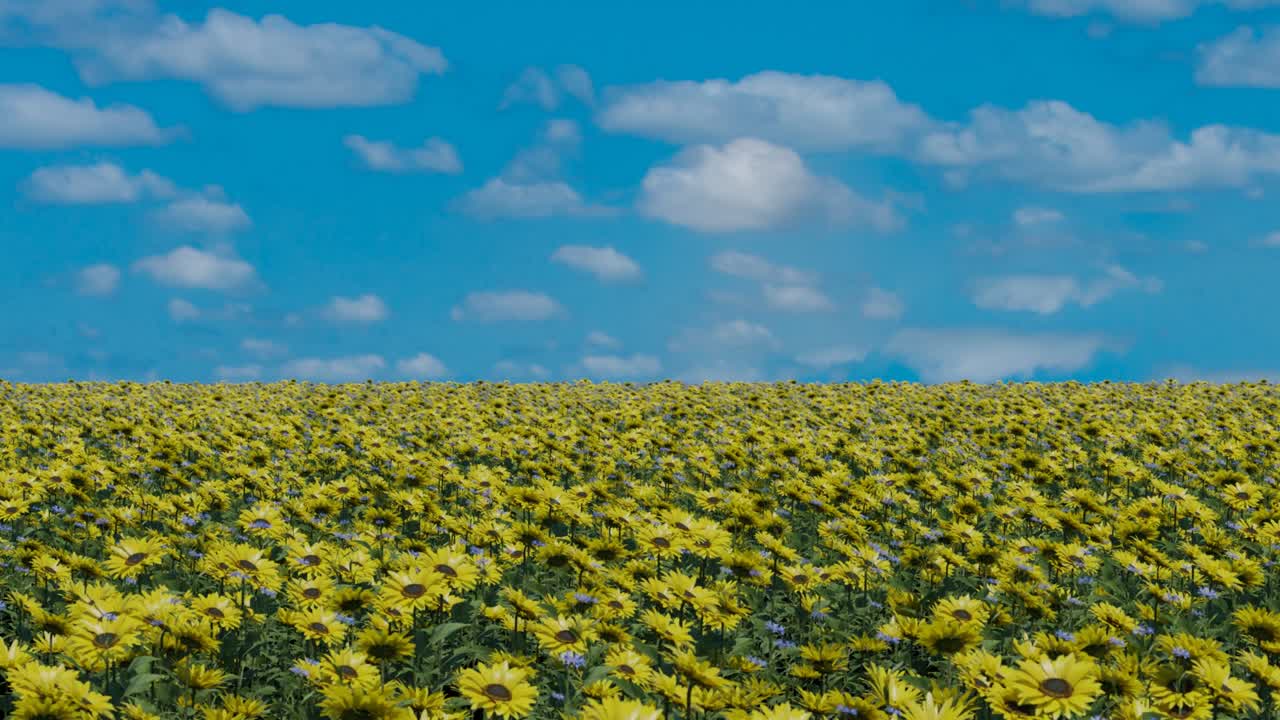 유럽의 평화 개념: 노란 꽃과 은 파란 하늘, 우크라이나 발의 색을 가진  위의 비행의 측면 뷰 3d 렌더링