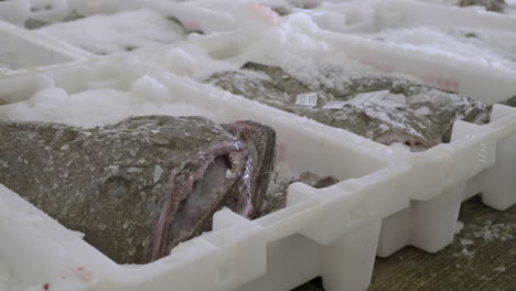 rape fresco envasado en hielo en recipientes de plástico dentro del mercado de pescado del puerto de fraserburgh, aberdeenshire, escocia
