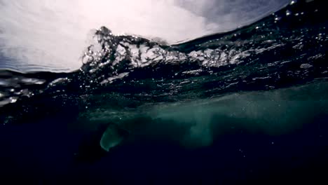 Young-humpback-whale-in-slow-motion-in-clear-water-around-the-island-of-Tahiti,-south-Pacific,-French-Polynesia