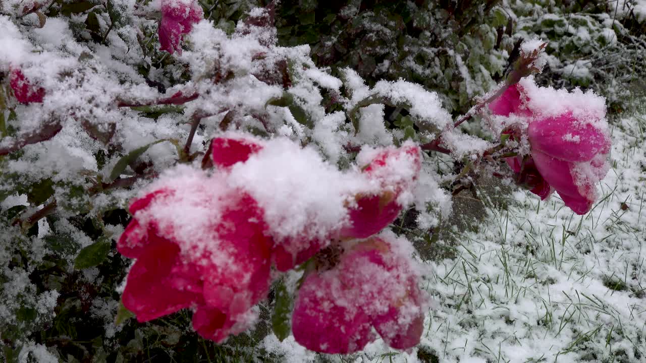 ピンクの花のクローズアップに降る雪