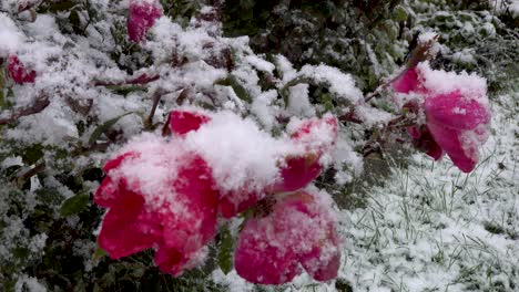 nieve cayendo sobre flores rosadas primer plano