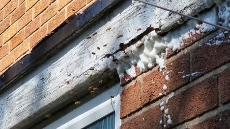 Colonia-De-Colmenas-De-Avispas-Enojadas-Reunidas-Alrededor-De-Spray-De-Prevención-De-Espuma-En-La-Pared-Exterior-De-Una-Casa-Urbana