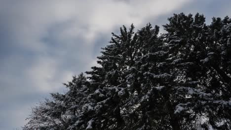 movement of clouds over a cedar tree, winter time lapse