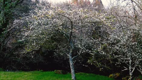 Aerial-Flying-Back-From-Tree-Blooming-With-White-Buds-Beside-River