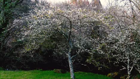 Aerial Flying Back From Tree Blooming With White Buds Beside River