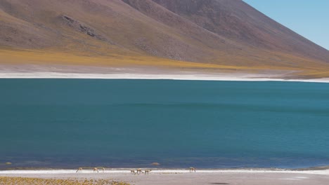 herd of llamas near a blue lake in the mountains dry desert