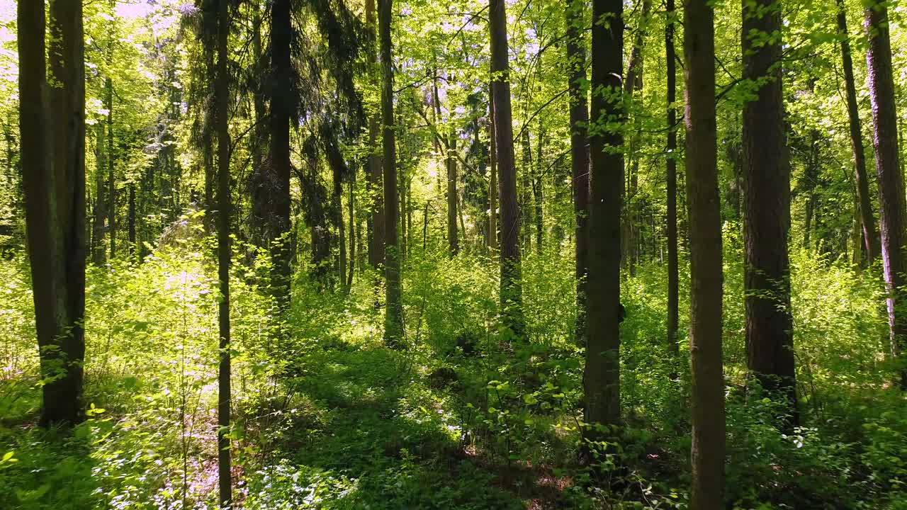 Volare tra gli alberi nella foresta primaverile