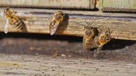 close up of bees on wooden hive