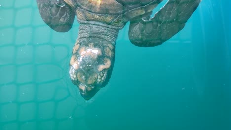 tortugas bebés en un estanque de cría