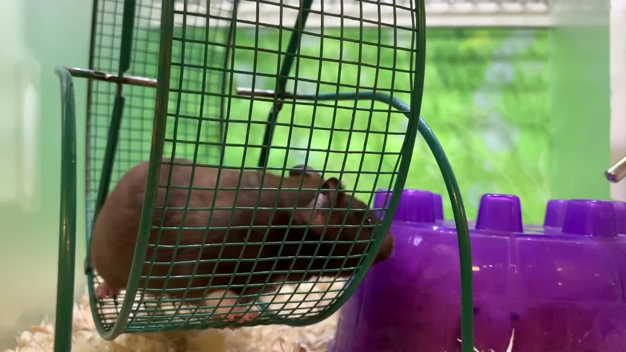 pequeño jerbo sediento bebiendo agua y acicalándose