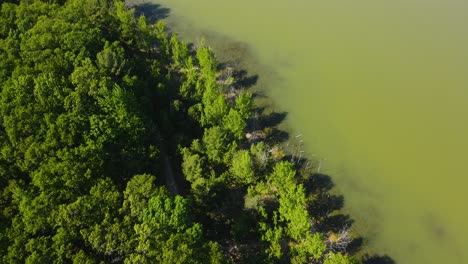 Bird's-eye-track-and-tilt-upward-to-trees