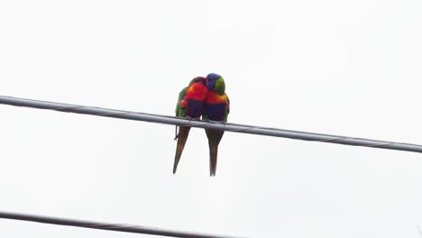 closeup, two colorful rainbow lorikeet birds perched on power line affectionately preen each other