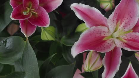 close-up of pink lily flowers