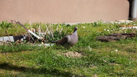 pigeon taking off the ground in 4k slow-motion