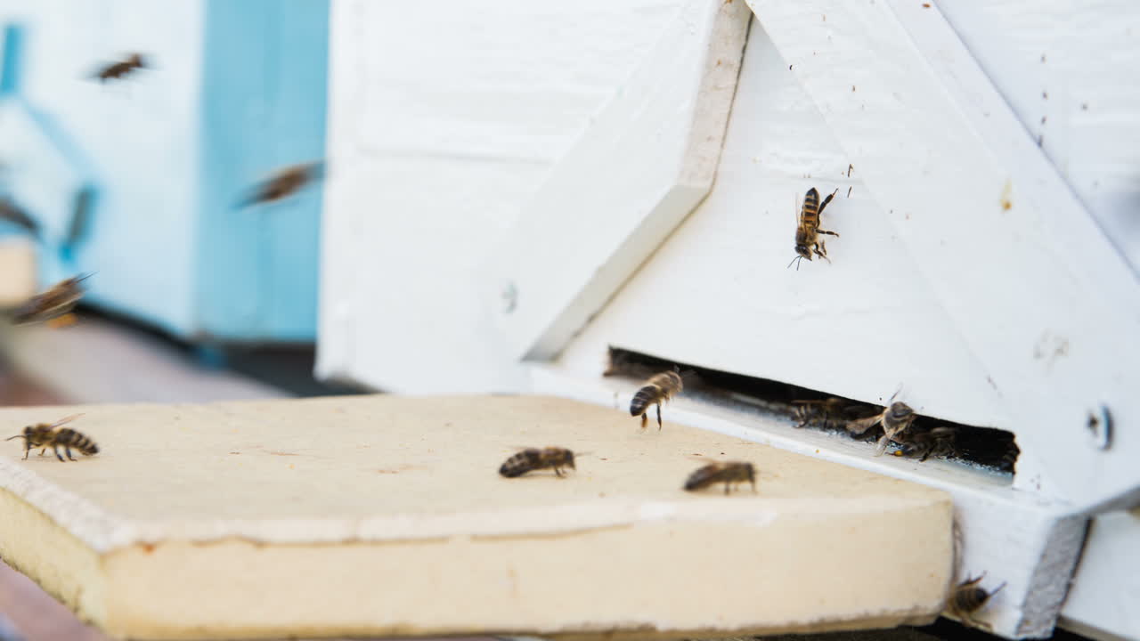 Bees Entering Beehive