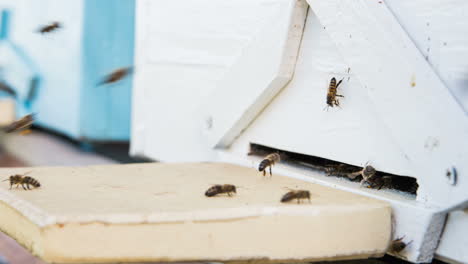 bees entering beehive