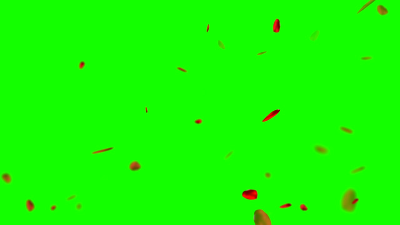 은 장미 꽃잎이 크로마 키, 녹색 스크린 배경, 사랑과 발렌타인 데이 컨셉에서 날아갑니다.