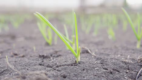 growing green grass on the black soil. shot in slow motion