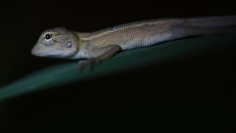 The-Oriental-Garden-Lizard-is-also-called-the-Eastern-Garden-Lizard,-Bloodsucker-and-Changeable-Lizard