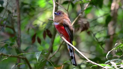 the red-headed trogon is a confiding medium size bird found in thailand