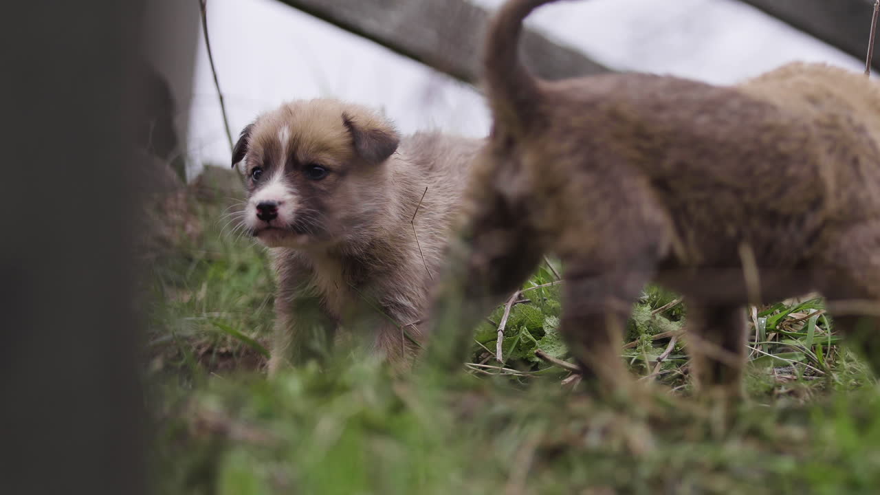 Two Adorable Puppy Playtime