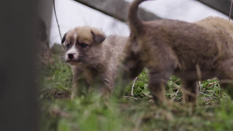 two adorable puppy playtime