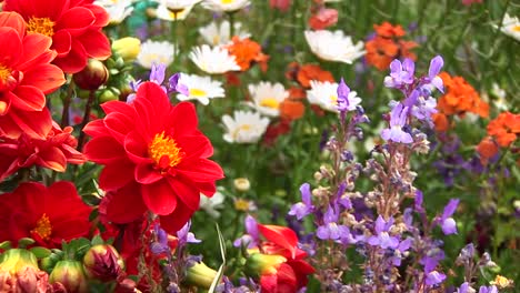 Primer-Plano-De-Una-Variedad-De-Flores-Silvestres-Meciéndose-En-La-Brisa-De-Un-Bosque-De-California