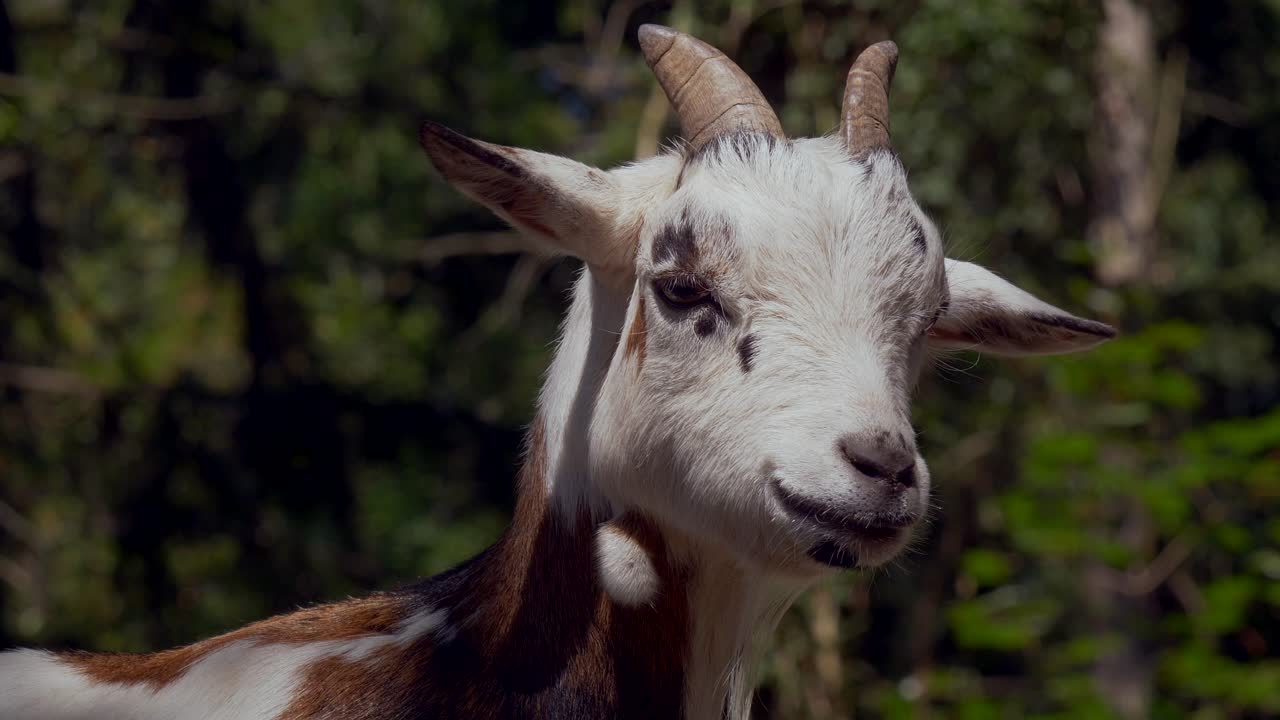 imágenes de primer plano de una dulce cabra bebé marrón blanca relajándose al aire libre durante un hermoso día soleado en la naturaleza