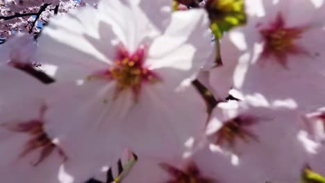 beautiful cherry blossoms in japan