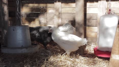 chickens resting in a sunlit barn stall