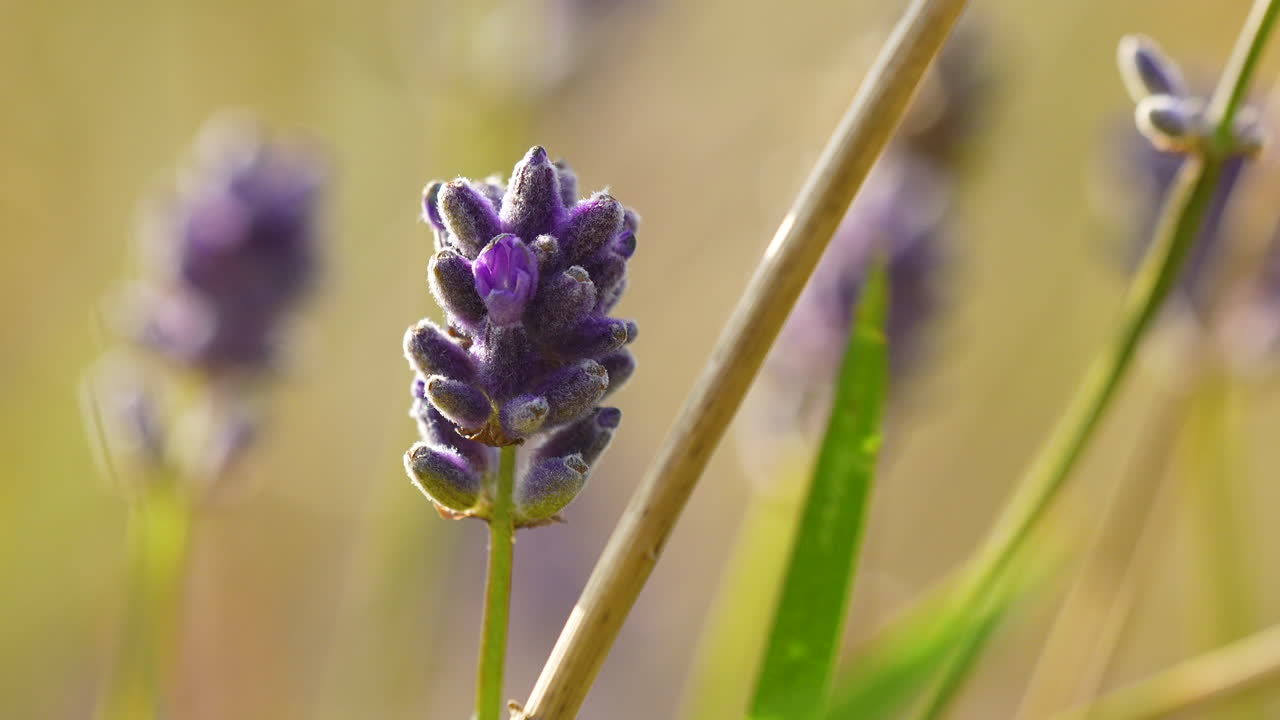 una sola flor de lavanda en un enfoque agudo