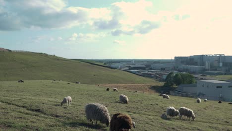 sheep grazing on a hill overlooking a factory