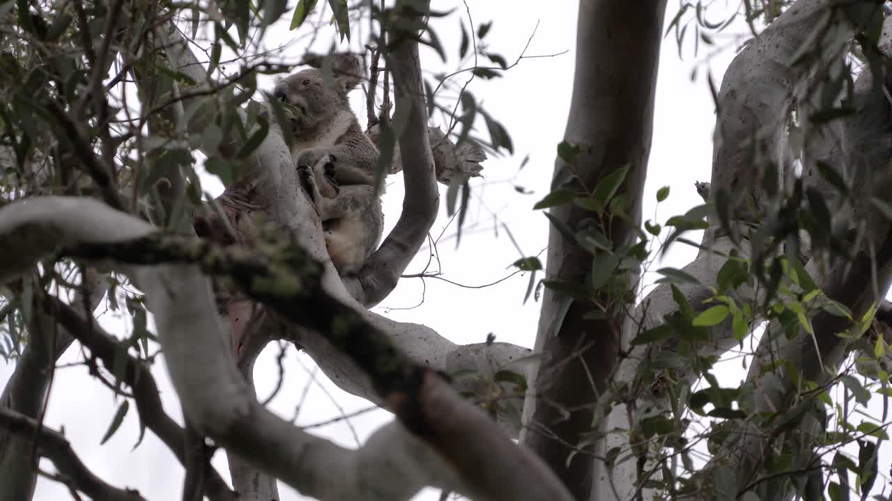 el koala australiano encaramado en un eucalipto se despierta y mira a su alrededor antes de volver a dormir