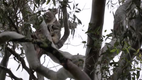 Australian-Koala-perched-in-a-Eucalyptus-tree-wakes-up-and-looks-around-before-going-back-to-sleep