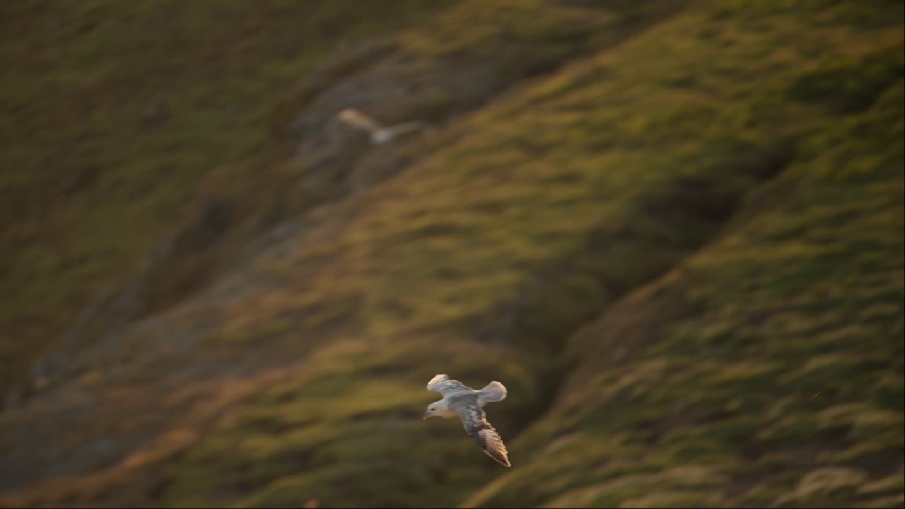 Slow Motion Gull Flying in Flight UK Birds and Birdlife, Seabirds in UK on Skomer Island in Wales, Greater Black Backed Gulls Birds Flying