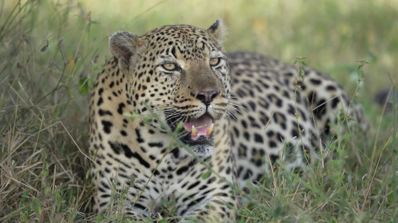 leopardo acostado en la hierba jadeando en el bosque africano